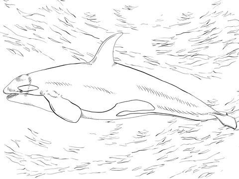 Killer Whale Orca Coloring Page